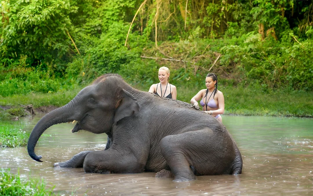 From Chiang Mai: Overnight Stay Package (2D1N) at Elephant Jungle Sanctuary with Hotel Transfers Image 4