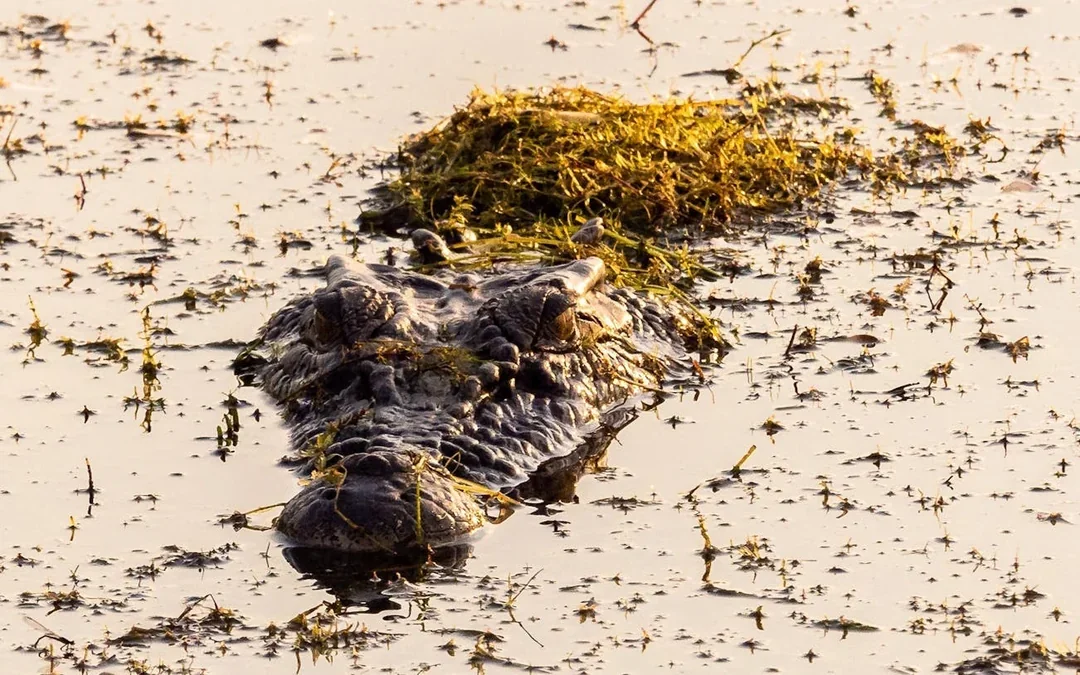 From Darwin: 3 Day Kakadu + Litchfield 4WD Adventure Camping Tour Image 10