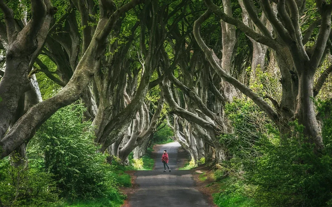 From Dublin: Giant's Causeway and Titanic Experience Full-Day Tour Image 5
