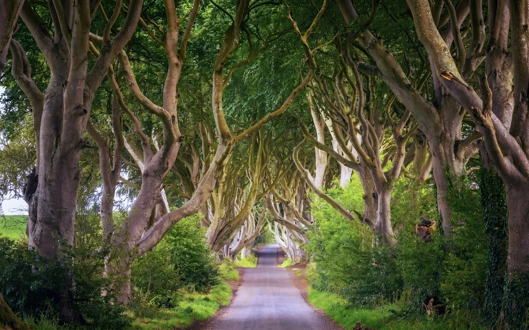 From Dublin: Giant's Causeway, Dark of Hedges & Belfast Full-Day Tour Image 4