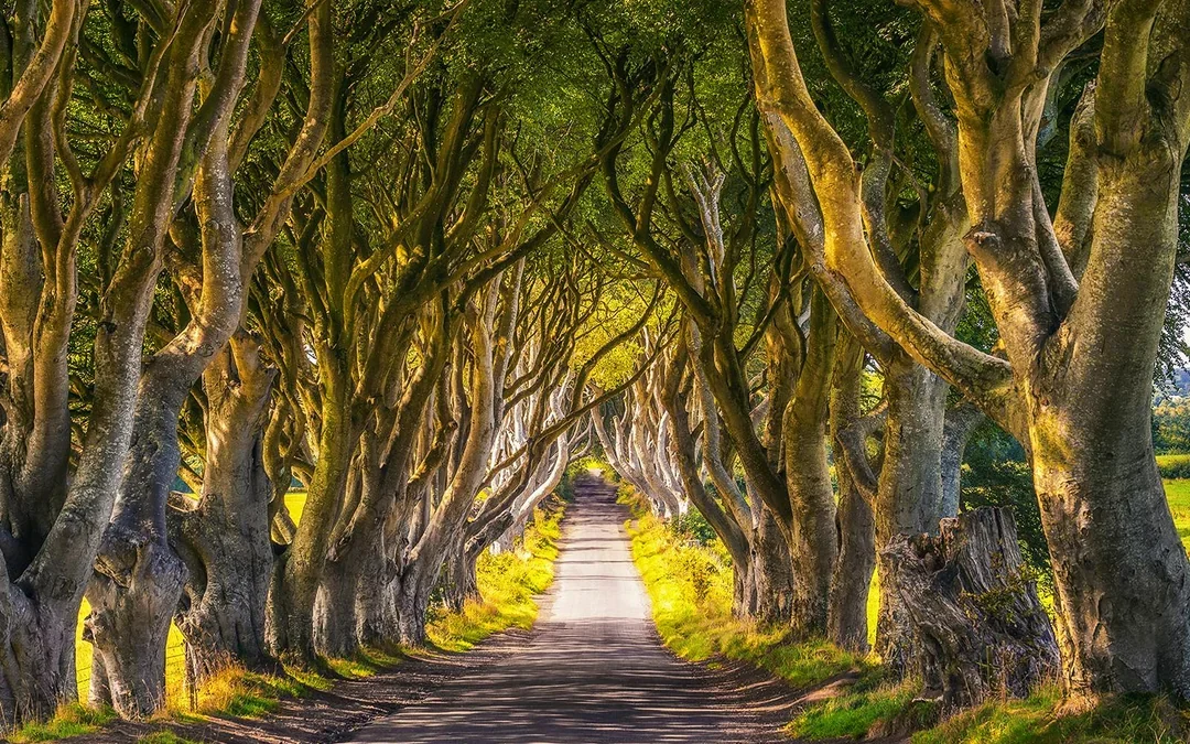 From Dublin: Giant’s Causeway Full-Day Tour Image 4