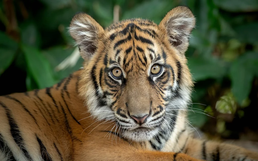 From Gold Coast Australia Zoo Transfer & Entry Adventure Image 2