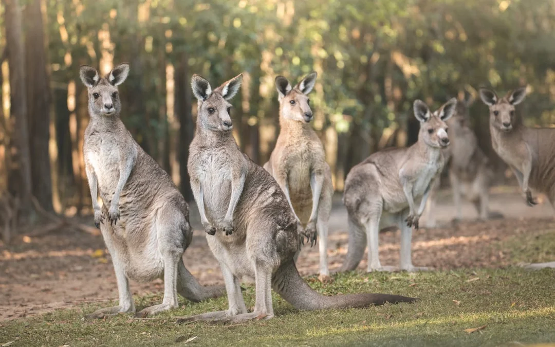 From Gold Coast Australia Zoo Transfer & Entry Adventure Image 4