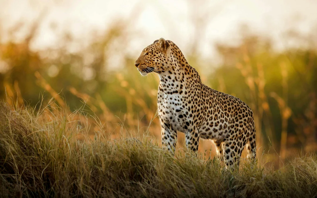 From Hazyview/Hoedspruit: Ultimate Full-Day Kruger Park Safari Drive Image 5