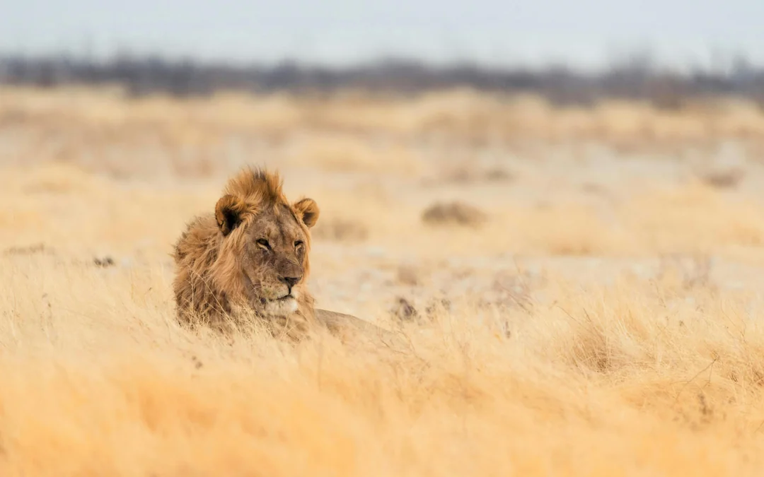 From Hazyview/Hoedspruit: Ultimate Full-Day Kruger Park Safari Drive Image 7