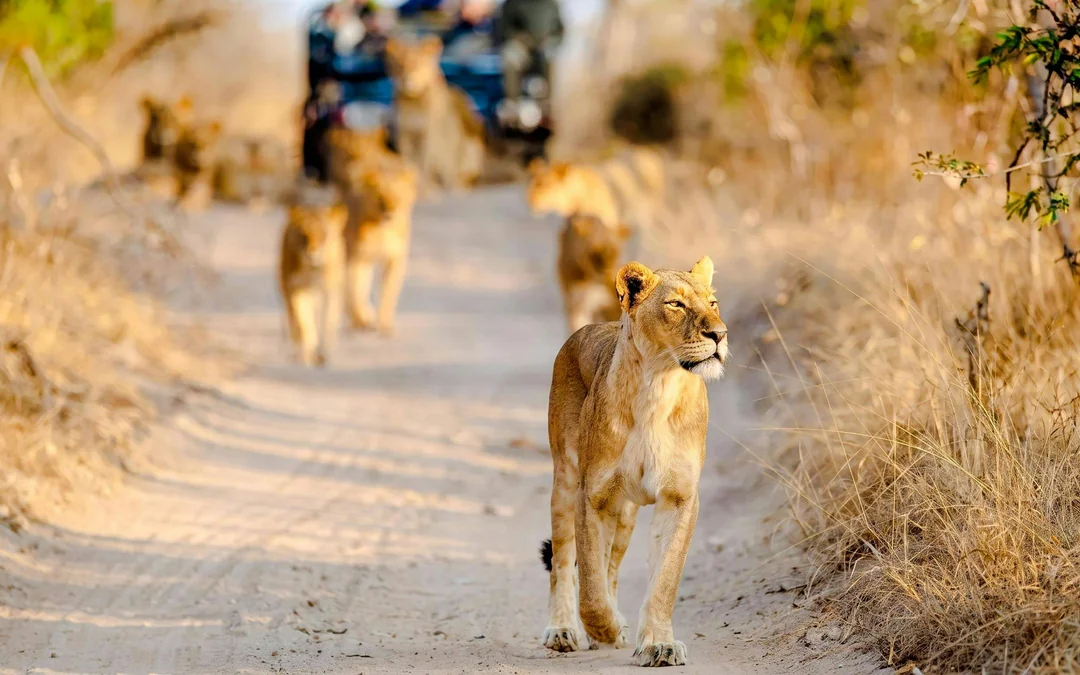 From Hazyview: Ultimate Private Full-Day Kruger Park Safari Drive Image 2