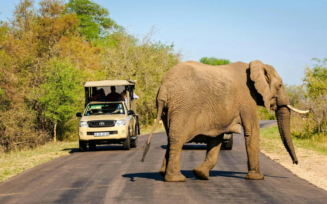 From Hazyview: Ultimate Private Full-Day Kruger Park Safari Drive Image 7