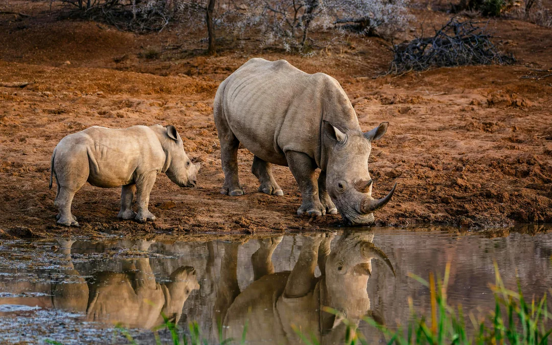 From Hoedspruit: Half-Day Big Five Safari Experience at Blue Canyon Private Game Reserve Image 1