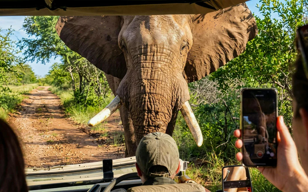 From Hoedspruit: Half-Day Big Five Safari Experience at Blue Canyon Private Game Reserve Image 2