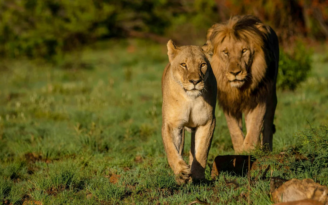 From Hoedspruit: Half-Day Big Five Safari Experience at Blue Canyon Private Game Reserve Image 4