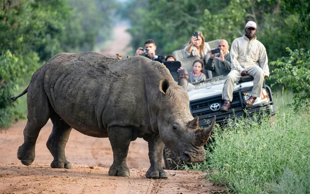 From Johannesburg: Full-Day Big Five Safari Experience with Lunch at Pilanesberg Nature Reserve Image 2