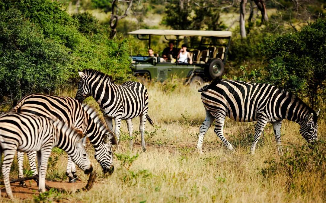 From Johannesburg: Full-Day Big Five Safari Experience with Lunch at Pilanesberg Nature Reserve Image 12