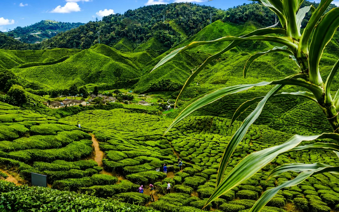 From Kuala Lumpur: Cameron Highlands Tour Image 2