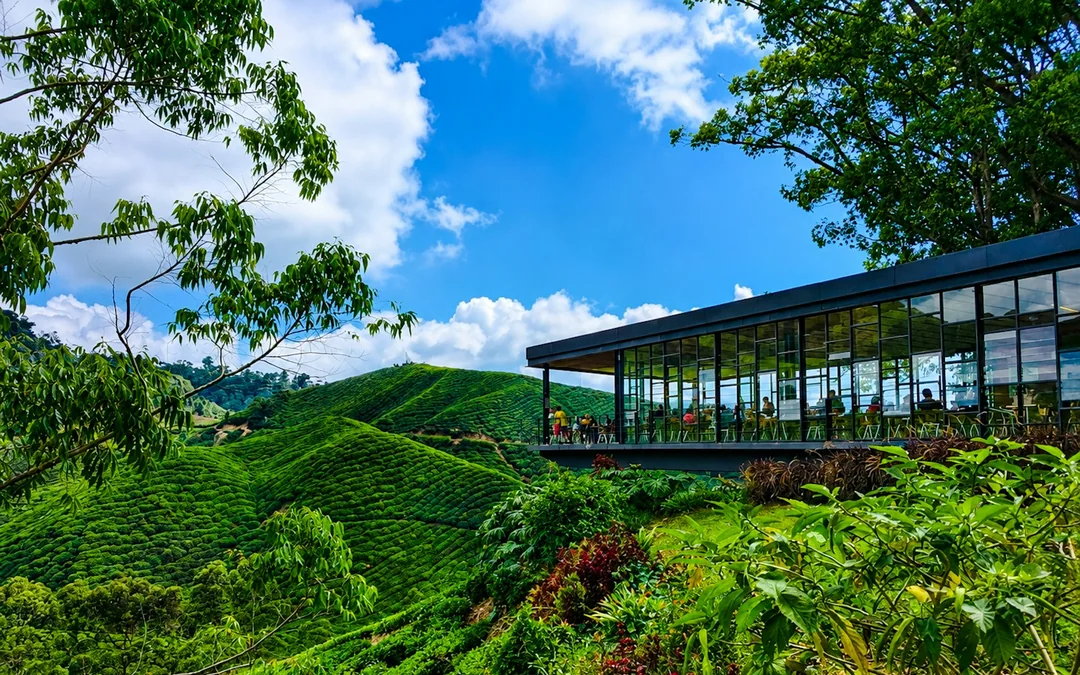 From Kuala Lumpur: Cameron Highlands Tour Image 4