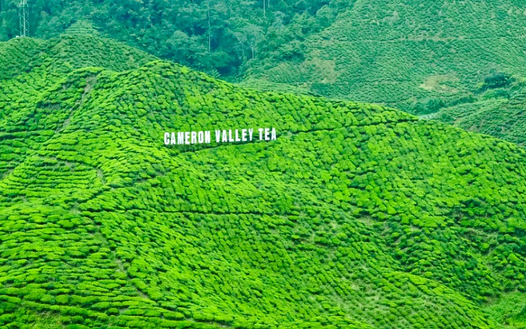From Kuala Lumpur: Cameron Highlands Tour Image 5