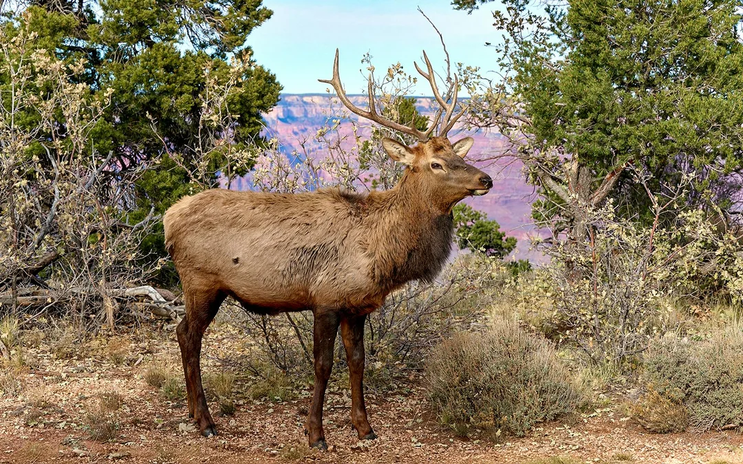 From Las Vegas: Grand Canyon National Park Tour Image 9