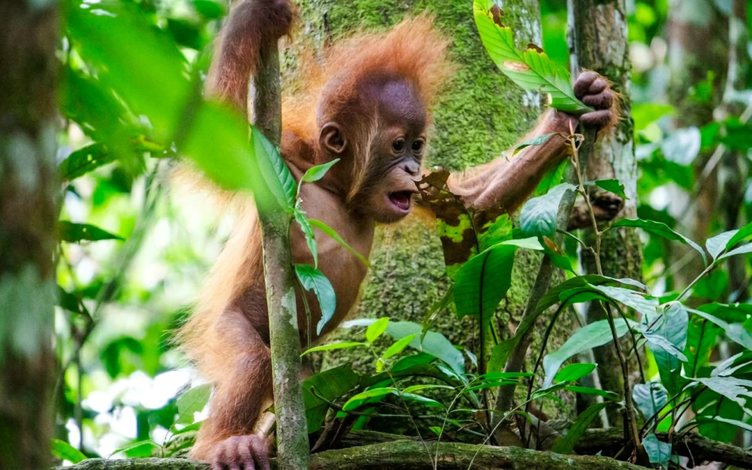 From Medan: 6-Day North Sumatra Tour With Orangutan Trekking, Volcano and Lake Toba Image 3