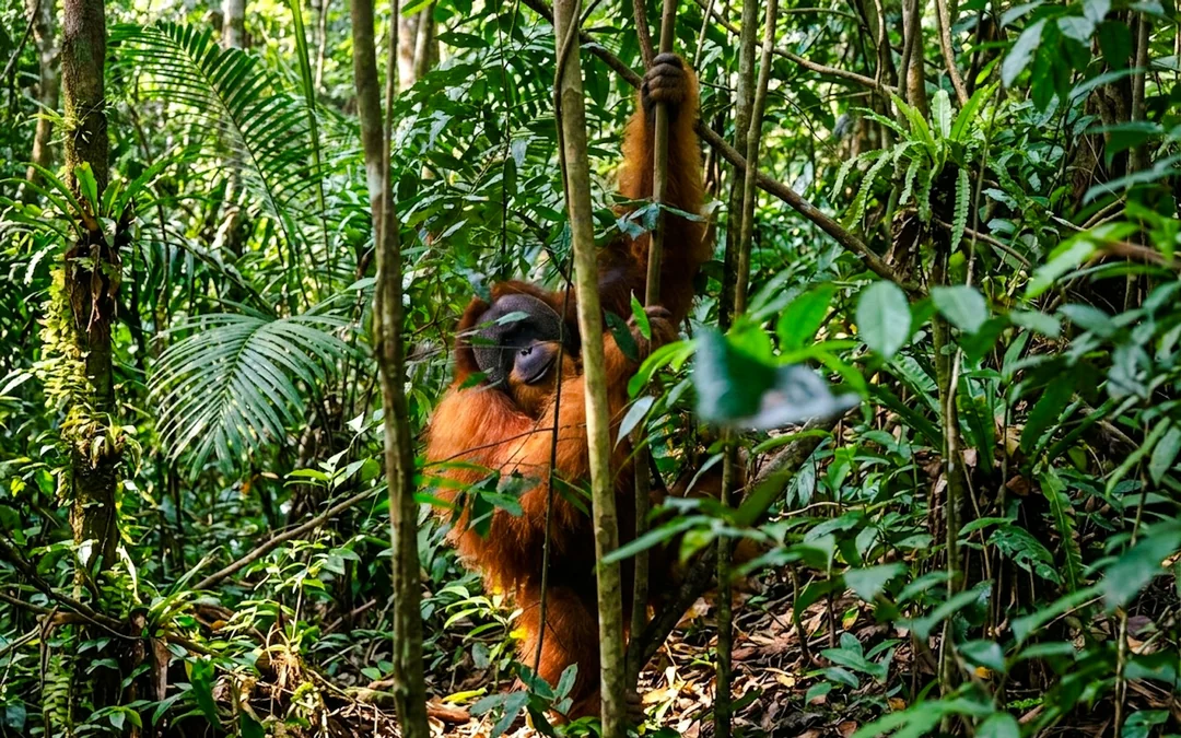 From Medan: 6-Day North Sumatra Tour With Orangutan Trekking, Volcano and Lake Toba Image 4