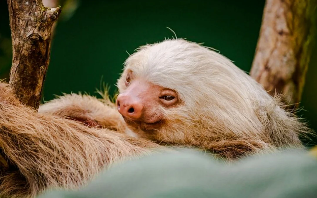From Monteverde: Palo Verde National Park Boat Safari Tour with Lunch Image 1