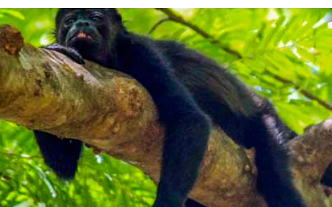 From Monteverde: Palo Verde National Park Boat Safari Tour with Lunch Image 4