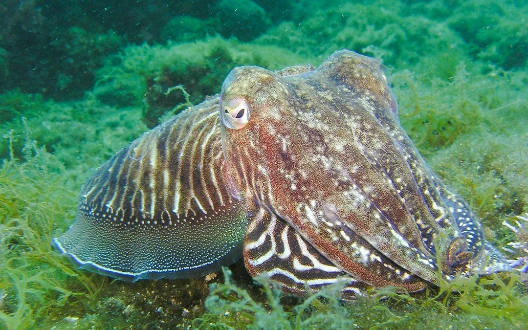 From Nice: Underwater Sea Scooter Snorkelling Tour Image 7