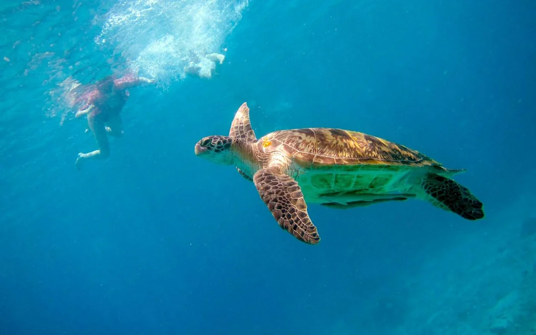 From Phuket: Similan Islands Speedboat Tour with Breakfast, Lunch & Transfers
 Image 3