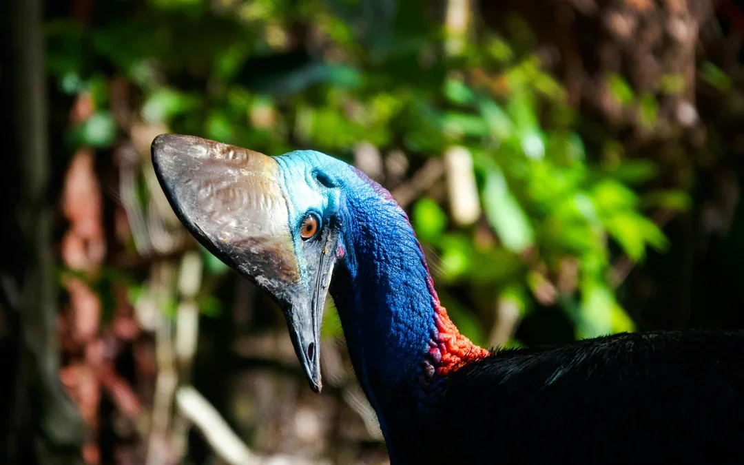 From Port Douglas: Small Group Half Day Tour of Daintree & Mossman Gorge with River Cruise & Picnic Lunch
 Image 1