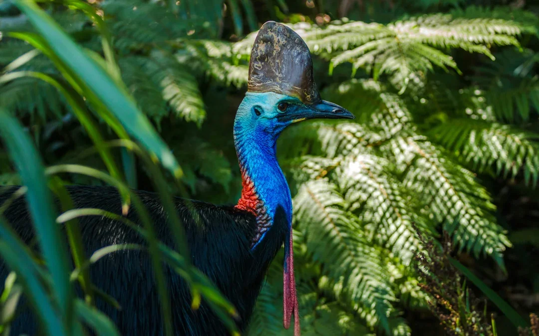 From Port Douglas: Small Group Half Day Tour of Daintree & Mossman Gorge with River Cruise & Picnic Lunch
 Image 12