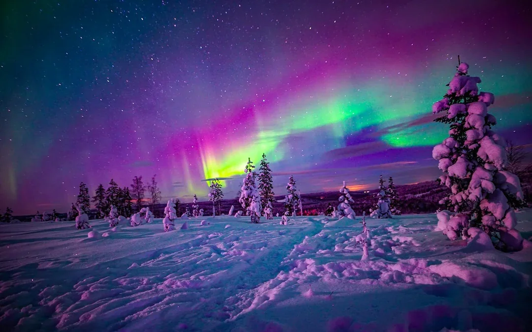 From Rovaniemi: Northern Lights Guided Tour with Lappish Barbecue & Drinks Image 3