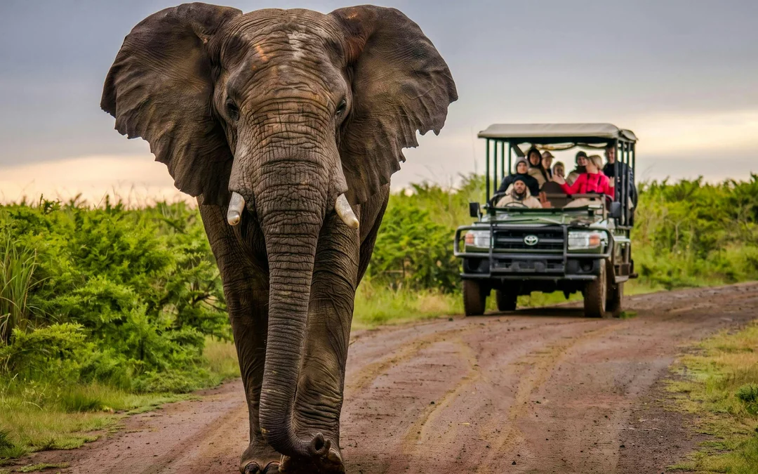 From Sun City: 3-Hour Private Game Drive in Pilanesberg National Park Image 1