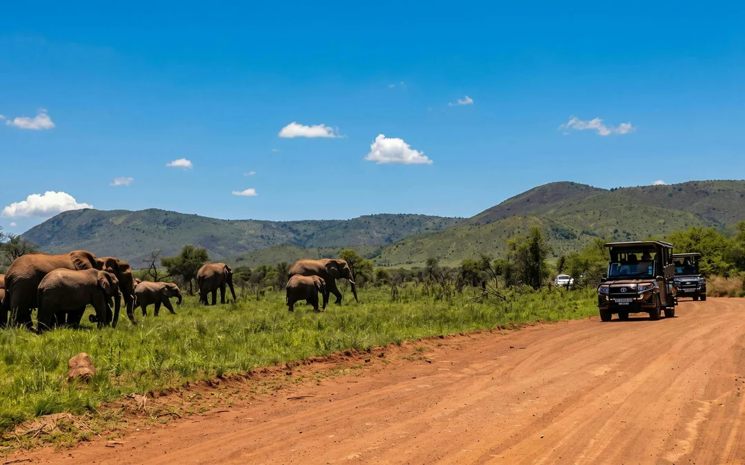 From Sun City: 3-Hour Private Game Drive in Pilanesberg National Park Image 3