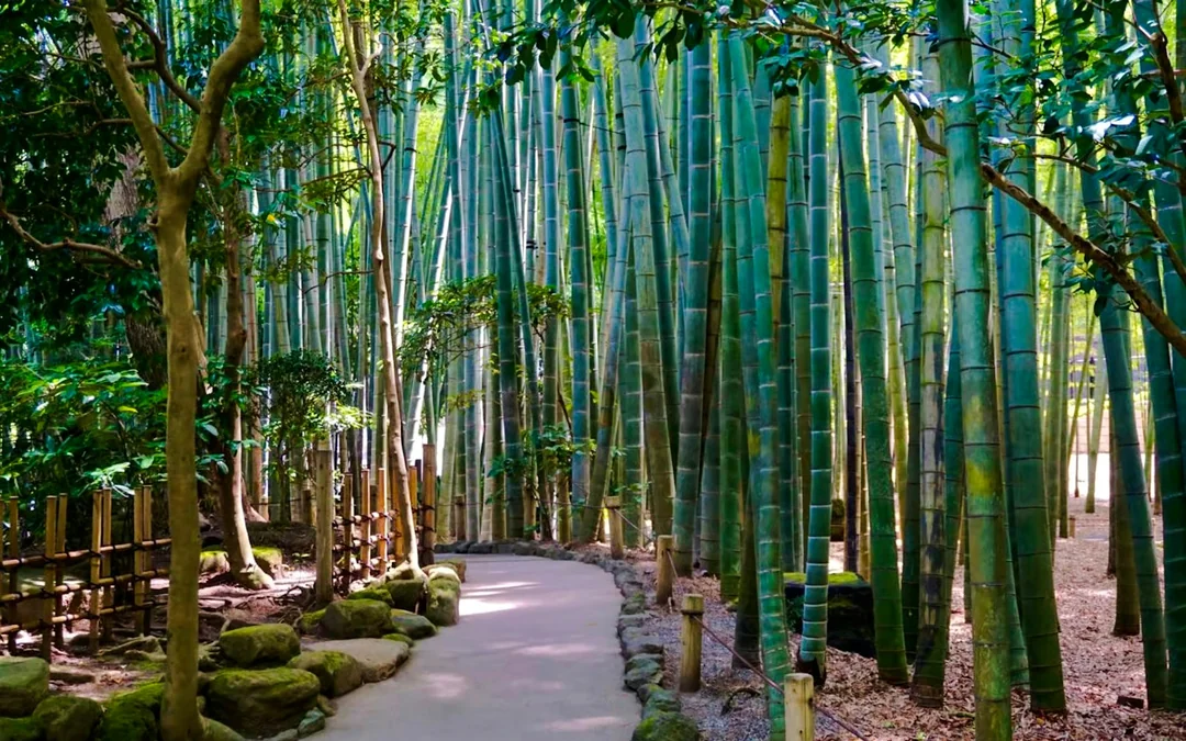 From Tokyo: Kamakura and Enoshima Guided Day Trip Image 7