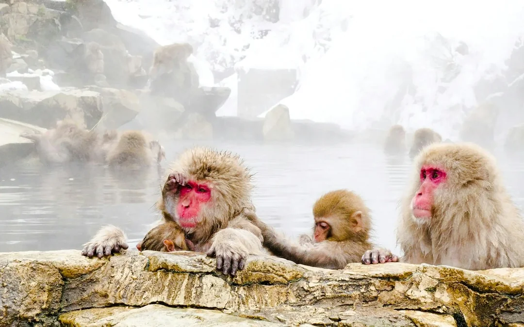 From Tokyo: Private Jigokudani Snow Monkey Park Day Trip with Driver Image 3