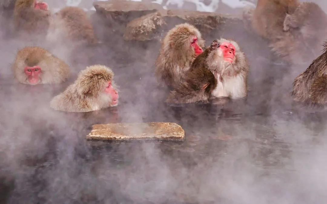 From Tokyo: Private Jigokudani Snow Monkey Park Day Trip with Driver Image 7