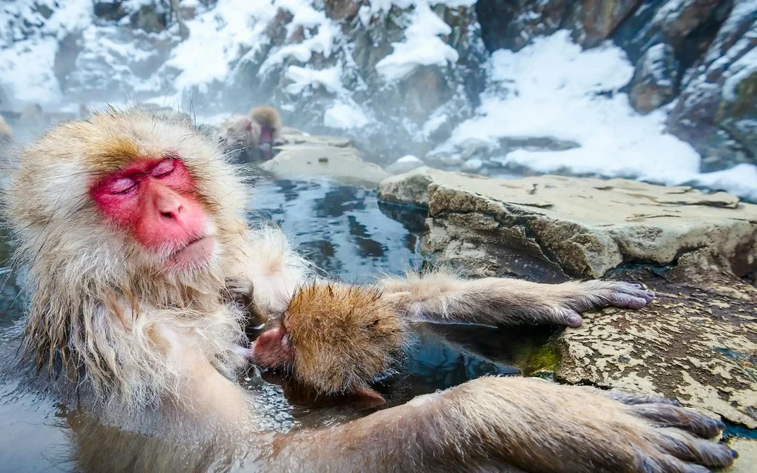 From Tokyo: Private Jigokudani Snow Monkey Park Day Trip with Driver Image 8