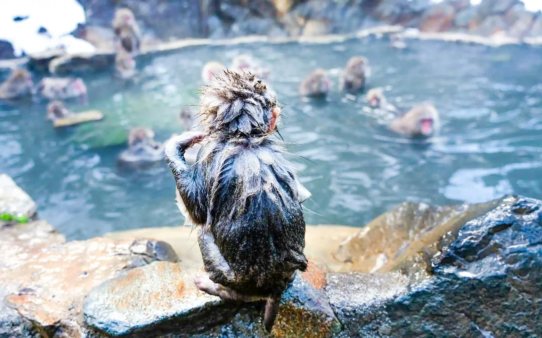 From Tokyo: Private Jigokudani Snow Monkey Park Day Trip with Driver Image 9