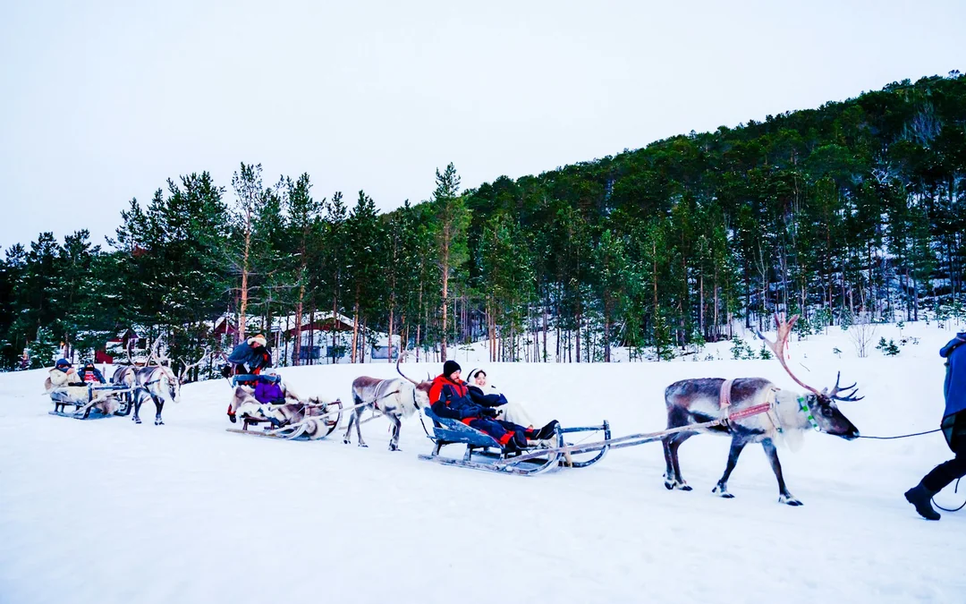 From Tromsø: Reindeer Sledding and Sami Culture Tour with Lunch and Hot Drinks Image 4