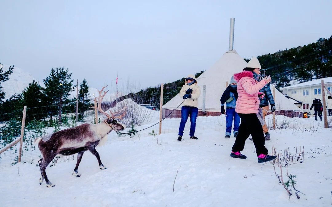 From Tromsø: Reindeer Sledding and Sami Culture Tour with Lunch and Hot Drinks Image 7