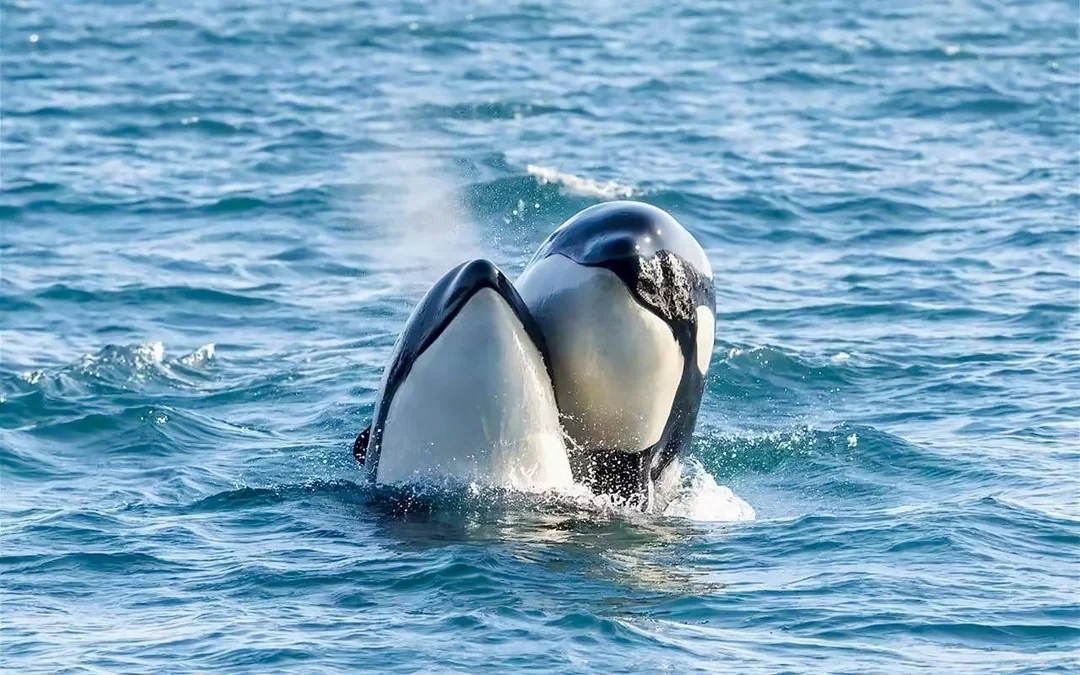 From Tromsø: RIB Speedboat Whale Watching Cruise Image 2