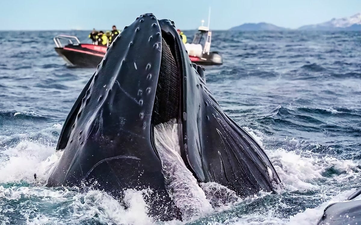 From Tromsø: RIB Speedboat Whale Watching Cruise Image 3