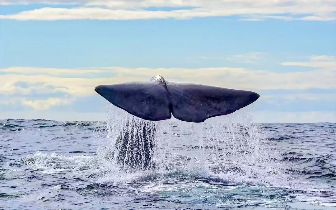 From Tromsø: RIB Speedboat Whale Watching Cruise Image 4