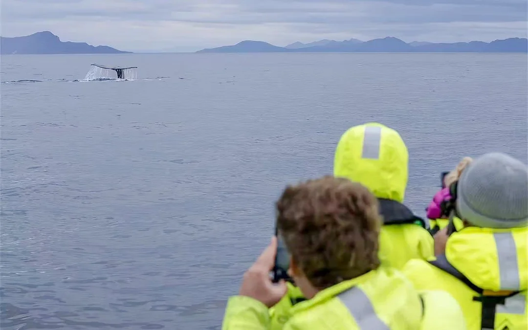 From Tromsø: RIB Speedboat Whale Watching Cruise Image 5