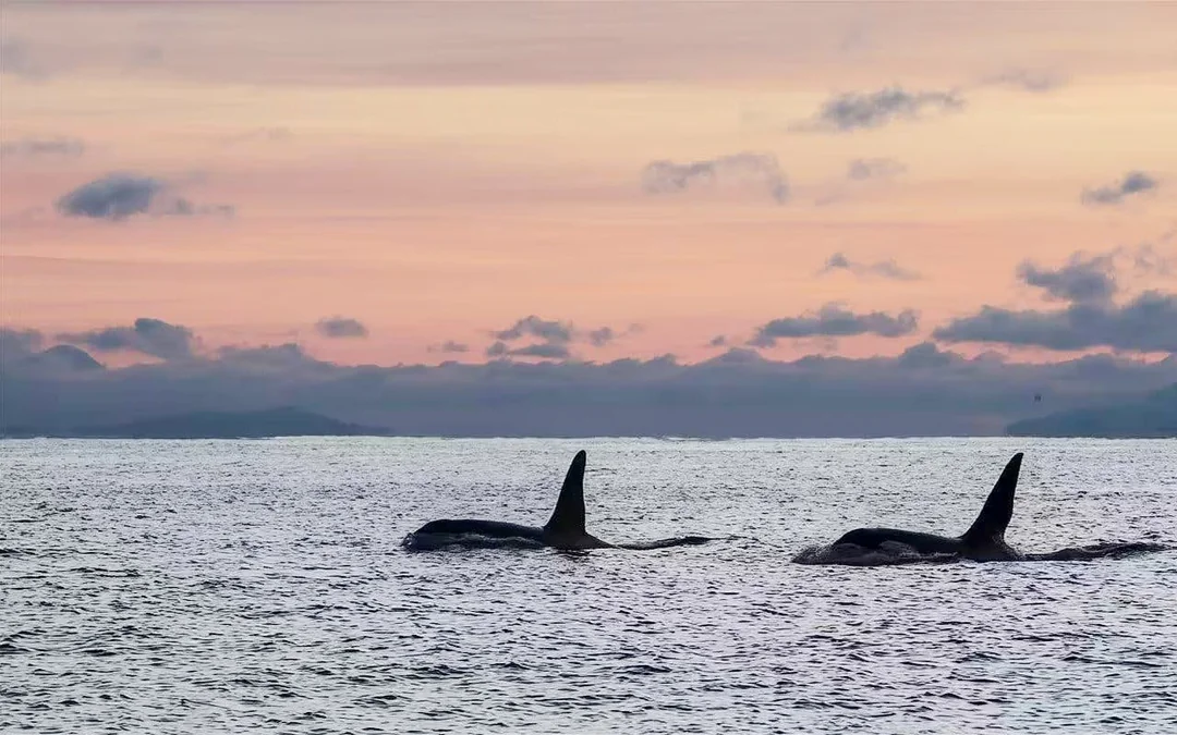 From Tromsø: RIB Speedboat Whale Watching Cruise Image 6