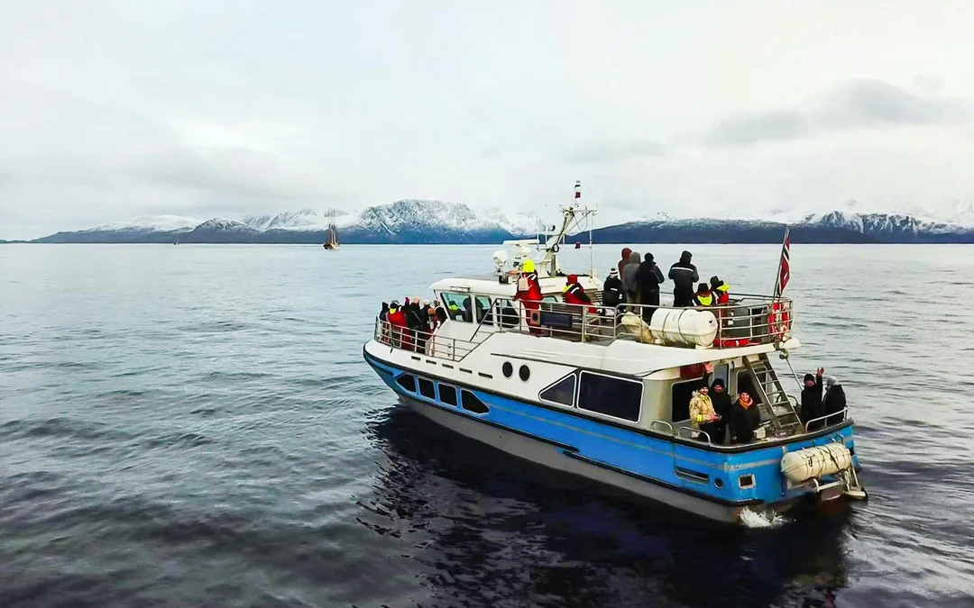 From Tromso: Whale Watching Cruise with Unlimited Lunch & Drinks Image 2
