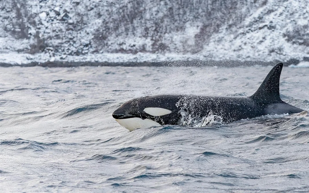 From Tromso: Whale Watching Cruise with Unlimited Lunch & Drinks Image 3