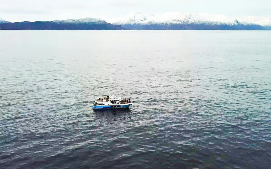 From Tromso: Whale Watching Cruise with Unlimited Lunch & Drinks Image 7
