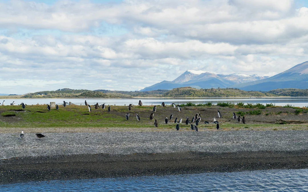 From Ushuaia: Beagle Channel Cruise Image 2