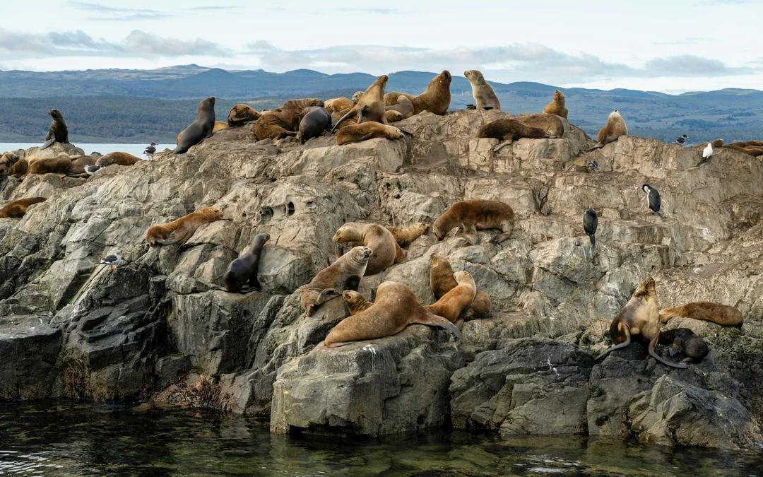 From Ushuaia: Beagle Channel Cruise Image 4