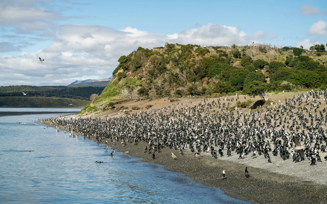 From Ushuaia: Beagle Channel Cruise Image 5