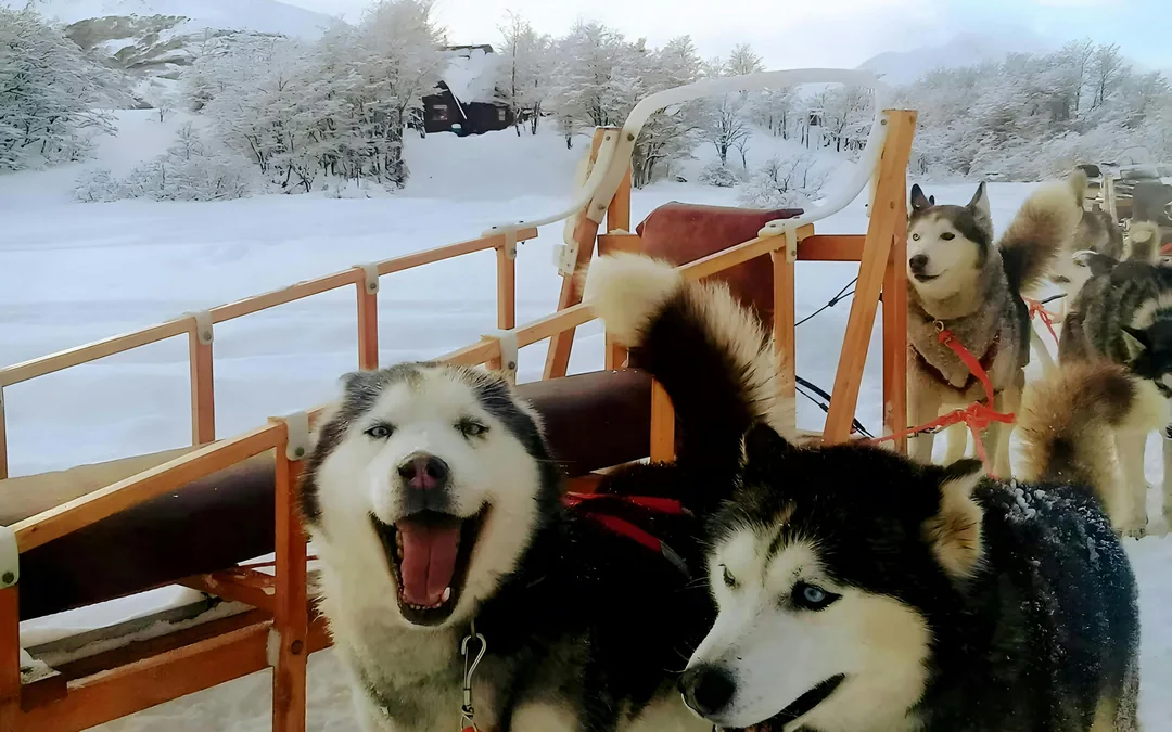 From Ushuaia: Snow Experience with Snowmobile & Husky Sled Image 5